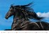 Horses 2024 - nástěnný kalendář