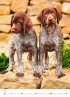 Puppies - Štěňátka 2024 - nástěnný kalendář 24x33