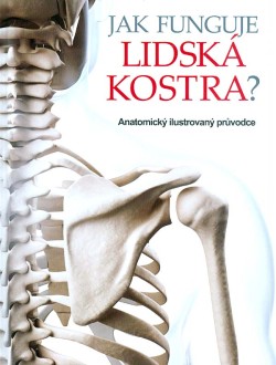 Jak funguje lidská kostra?