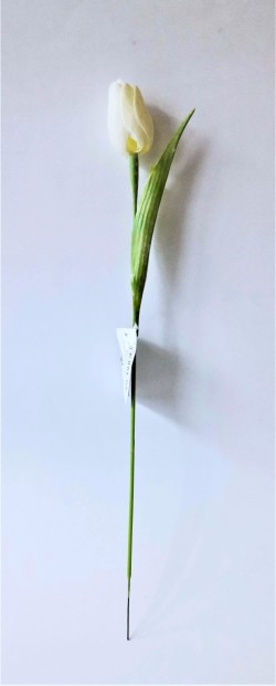 Tulipán krémový