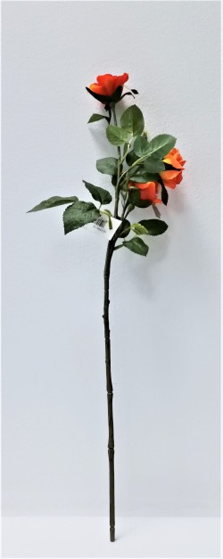Růže 60 cm s poupaty