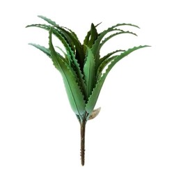 Aloe výška 30 cm
