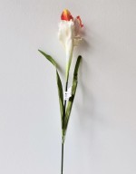 Iris  bílo-oranžová