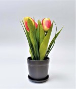 MR055 Tulipány v květináči
