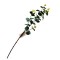 Eukalyptus 67cm