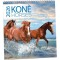 Koně 2026 - nástěnný kalendář